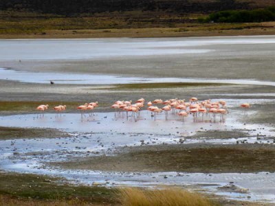 Flamingos (2).jpg