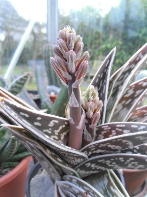 Aloe variegata Knospen 2016-2.JPG