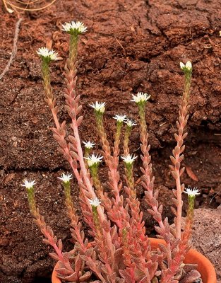 Sedum caducum 3872-1 (1).jpg