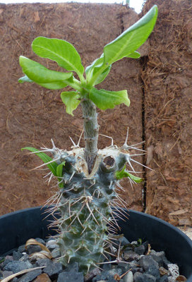 Pachypodium windsorii gepfr. 1 jährig (544x800).jpg