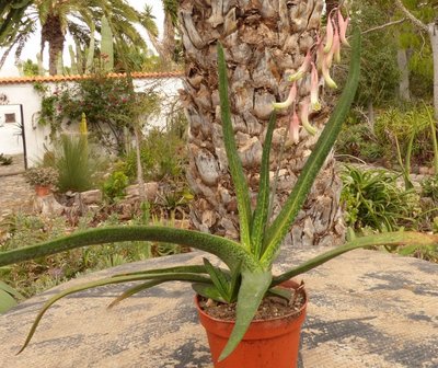 gasteria pendulifolia (640x538).jpg