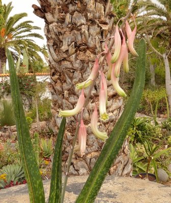 Gasteria pendulifolia, Blüte (537x640).jpg