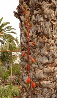 Gasteria spec. klein, Blüte (373x640).jpg