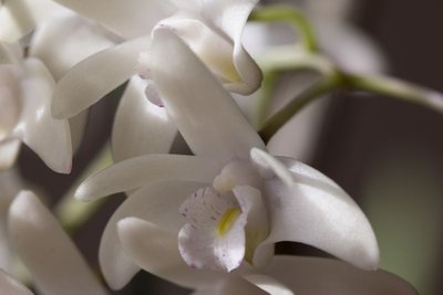 Dendrobium delicatum 4.jpg