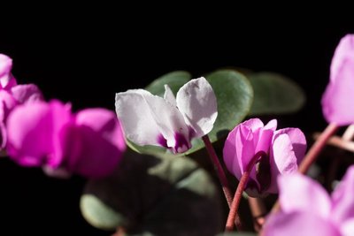 Cyclamen coum weiß.jpg