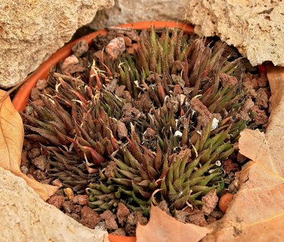 Haworthia chloracantha var. denticulifera 1995-8-3882-1; Xanthorrhoeaceae (1).jpg