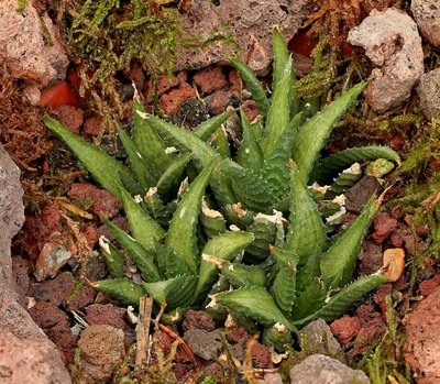 Haworthiopsis venosa ssp. wooleyi 2426-4; Xanthorrhoeaceae (2).jpg