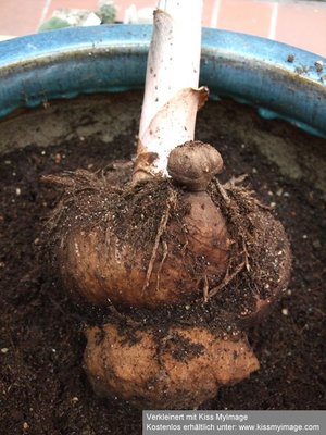 Amorphophallus alte Knolle Rest_klein.jpg