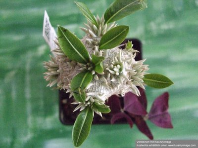 Pachypodium brevicaule Aufsicht_klein.jpg