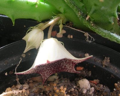 Huernia.spec.1.jpg