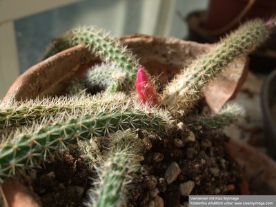 Aporocactus flagelliformis_klein.jpg