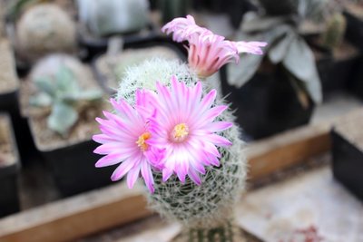 Mammillaria napina