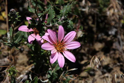 Mutisia spinosa