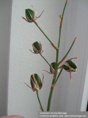 Albuca spiralis Frucht_klein.jpg