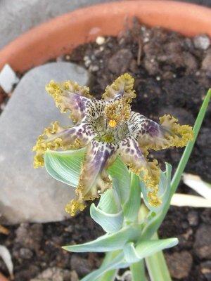 Ferraria crispa 2016-8a.JPG