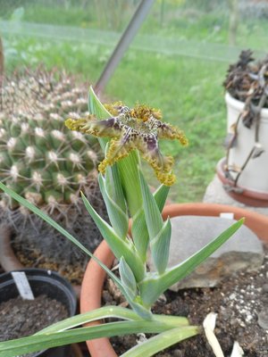 Ferraria crispa 2016-4.JPG