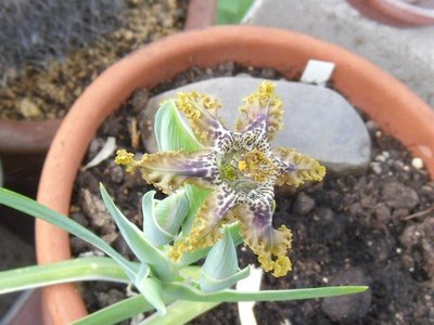 Ferraria crispa 2016-5a.JPG