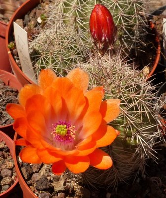 Echinocereus triglchidiatus v. mojavensis (672x800).jpg