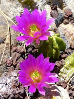 Echinocereus viereckii ssp. moricallii (3) (600x800).jpg