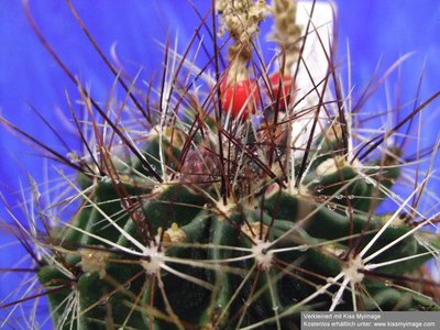 Hamatocactus setispinus Knospe und Früchte_klein.jpg