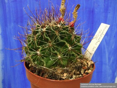 Hamatocactus setispinus_klein.jpg