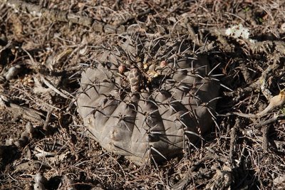 Gymnocalycium stellatum occultum RB3093 - Miraflores, Catamarca 584m