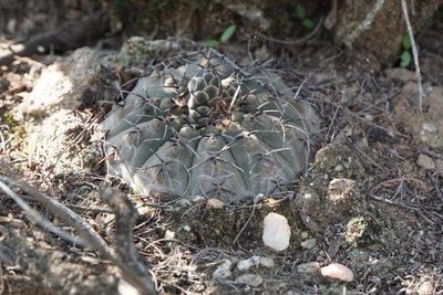 Gymnocalycium stellatum occultum RB3093 - Miraflores, Catamarca 584m