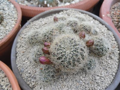 Sulcorebutia hertusii PHA 177KF 1