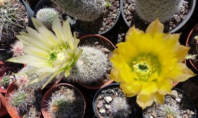 Echinocereus dasyacanthus, Lz843.jpg