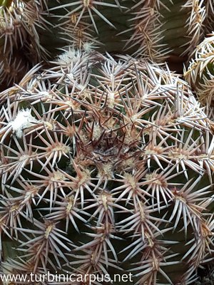 Echinocereus pamanesiorum ssp. bonatzii<br />HJB0191 Mezquital DUR. <br />Isotypen aus der Sammlung Bonatz