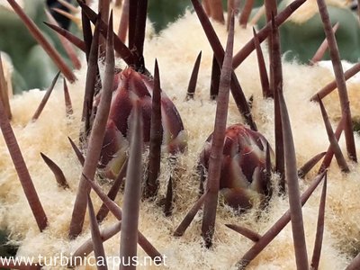 Thelocactus lophothele<br />ssp. nidulans<br />nördl. Estacion Marte COAH.