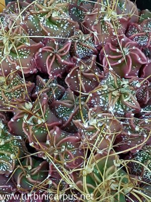 Astrophytum senile<br />ssp. aureum<br />nördl. Estacion Marte COAH.