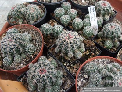 Gymnocalycium bruchii Gruppe_klein.jpg