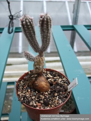 Echinocereus schmollii Caudex_klein.jpg