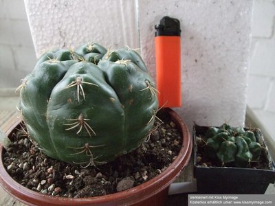 Gymnocalycium denudatum Jan Suba_klein.jpg