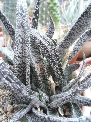 Gasteria ellaphieae