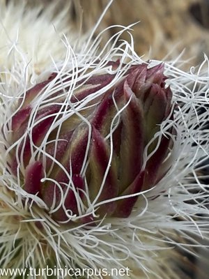 Echinocereus freudenbergeri<br />ROG s.n. südl. Cuatro Cienegas COAH.