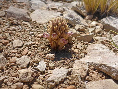 Orobanche_sp.jpg