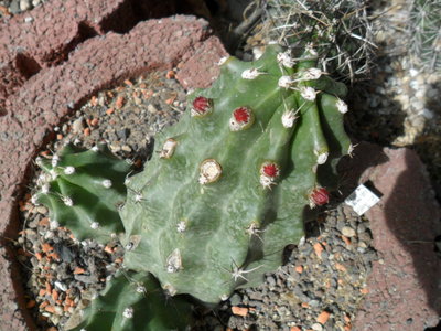EC. triglochidiatus ssp. moyavensis forma inermis Moab