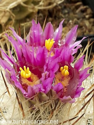 Thelocactus conothelos ssp. argenteus<br />Sandia el Grande N.L.