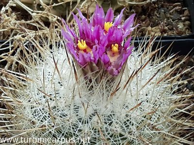 Thelocactus conothelos ssp. argenteus<br />Sandia el Grande N.L.