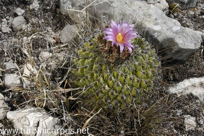 Thelocactus conothelos ssp. conothelos<br />Tula TAM.