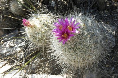 Thelocactus conothelos ssp. argenteus<br />San Ignacio Texas N.L.