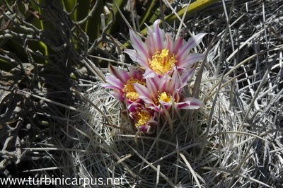 Thelocactus conothelos ssp. argenteus<br />San Ignacio Texas N.L.