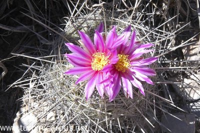 Thelocactus conothelos ssp. argenteus<br />San Ignacio Texas N.L.