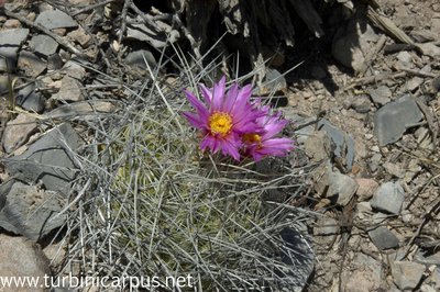 Thelocactus conothelos ssp. argenteus<br />San Ignacio Texas N.L.