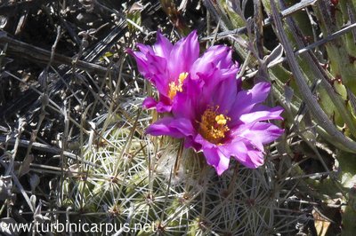 Thelocactus conothelos ssp. argenteus<br />San Ignacio Texas N.L.