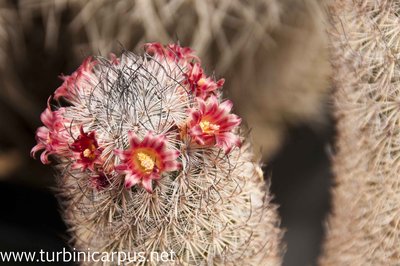 Mammillaria pottsii