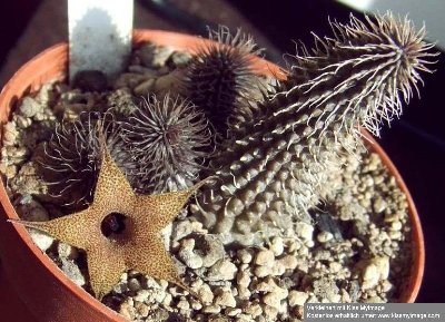 huernia pillansii.jpg