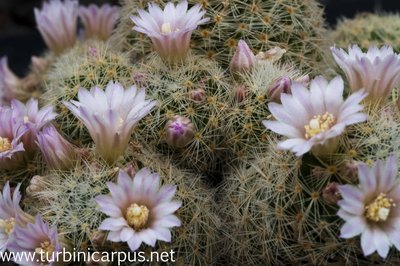 Mammillaria schiedeana ssp. gieselae<br />MZ 1438 Rancho Cerro del Diente TAM.